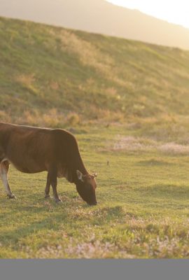 Flores Niu Xiao Qinghan (20p)